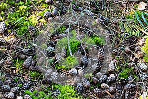 Pine cones lie on the green moss among pine needles