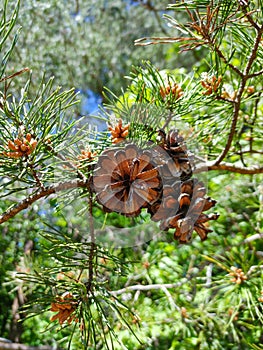 Pine Cones on a Loblolly Pine