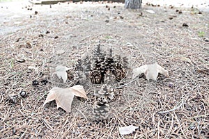 Pine cones lying on the ground with dry leaves around them, Escucha Teruel,