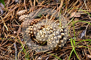 Pine cones lying on the ground