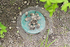 Pine cones lying on the ground in the woods