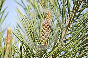 Pine cones, male inflorescence. Male conifer cone. Pine pollen is an allergen.