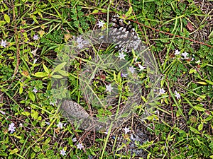 Pine Cones and Mexican Clover on the Forest Floor