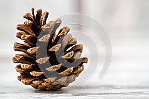 Pine Cones