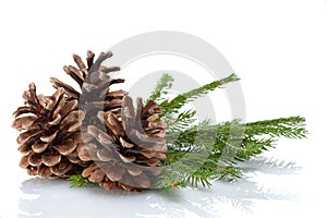 Pine Cones and Needles