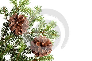 Pine Cones and Needles