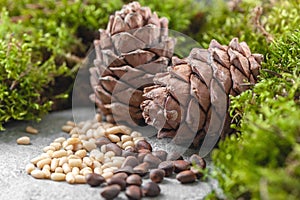 Pine cones, nuts and natural moss on a gray concrete background