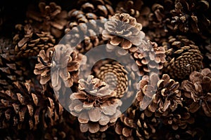 Pine cones in an old tin tray