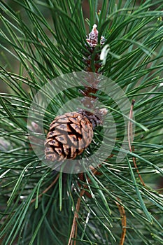 Pine cones photographed in early autumn