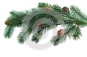 Pine cones with pine branches