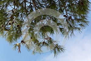 Pine cones on a pine tree, pinus in the garden. Pine branches on the blue sky background.