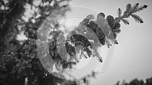 Pine cones on a pine twig in black and white