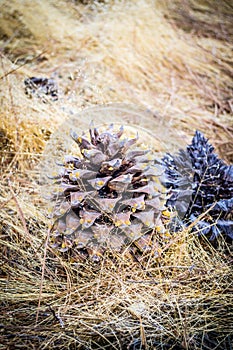 Pine Cones in Pinnacle National Park