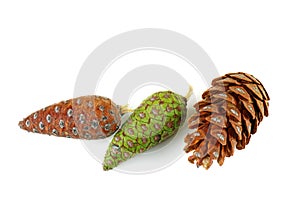Pine cones of pinus cembra isolated on a white