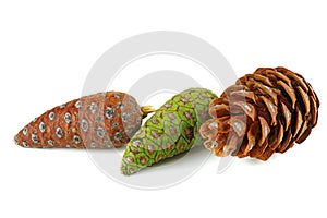 Pine cones of pinus cembra isolated on a white