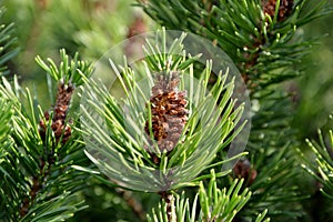 Pine cones of pinus mugo in spring in the garden closeup