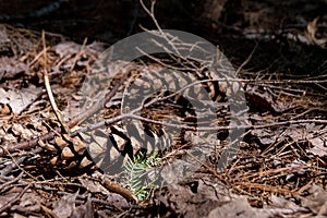 Pine Cones Rest in a Forest