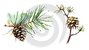 Pine Cones Set Watercolor Illustration Hand Drawn