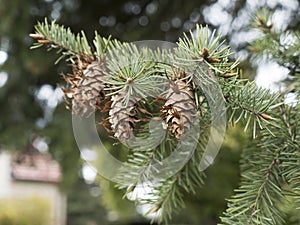 Pine cones sitting on pine tree. Detail of tree with a needle.