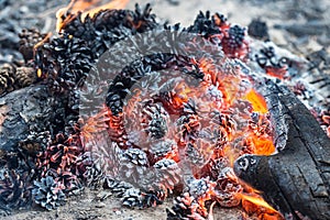 Pine cones smolder in a campfire, in a camp, on a summer day.