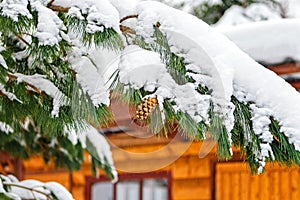 Pine cones on a snow-covered branch of a pine tree against a country wooden house. Christmas tale and Christmas card