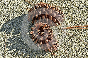 Pine cones on the soil in Petropolis, Brazil photo