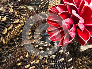 Pine cones spruces with red wood flower vintage decor photo picture