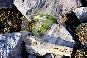 Pine cones on stone