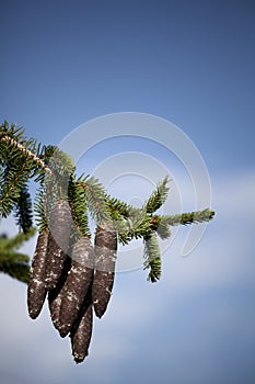 Pine cones on a tree photo