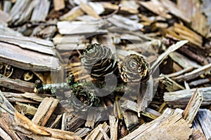 Pine cones on Tree bark chips