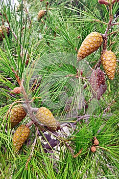 Pine cones on a tree. Green natural background.
