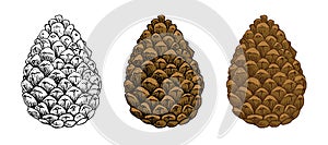 Pine cones vector set. Different hand drawn sketch styles. Botanical drawing. Winter holidays, Christmas symbols.