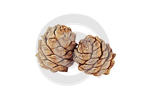 Pine cones on a white background close-up, side view