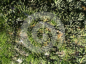 Pine conifer evergreen tree branch closeup branches christmas holiday trimming garland decoration holidays decor