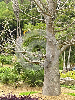 A pine conifer in the genus Pinus of the family Pinaceae. photo