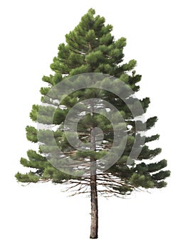 Pine conifer Matsu 1 tree PNG Generative AI photo