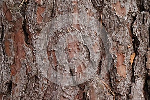 Pine conifer tree bark detail - forest edition photo