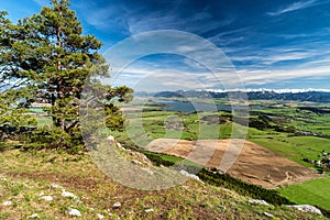 Pine conifer tree on top of the hill and beautiful view on spring country with snowy mountains at background