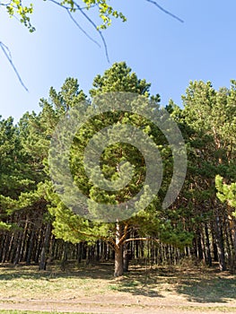 Pine coniferous forest. Beautiful summer view