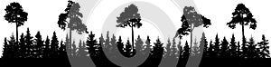 Pine and coniferous forest silhouette, panorama.