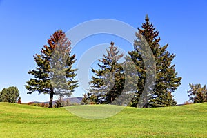 Pine coniferous tree Bromont