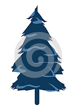 pine coniferous tree