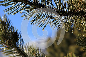 Pine coniferous and the water drop under sunshine