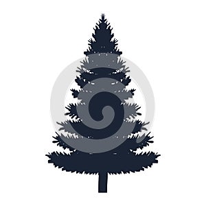 pine coniferus tree isolated icon