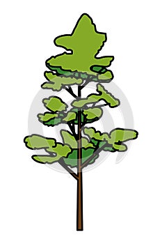 pine coniferus tree isolated icon