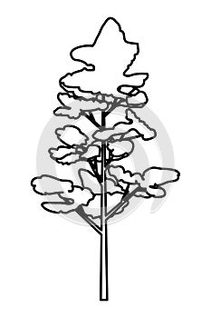 pine coniferus tree isolated icon