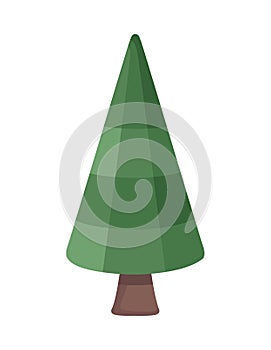 pine coniferus tree