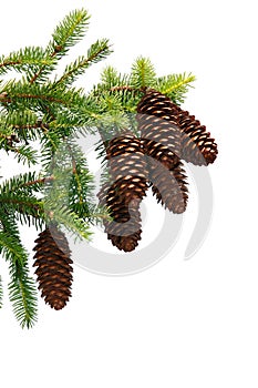 Pine Corns on Branch Isolated