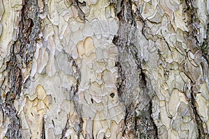 Pine cortex,camouflage wooden texture