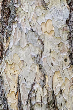 Pine cortex,camouflage wooden texture